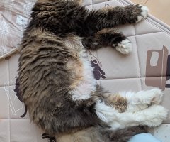 猫写真