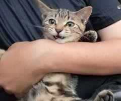 猫写真