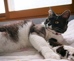 猫写真