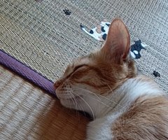 猫写真
