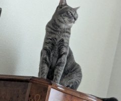猫写真