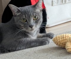 猫写真
