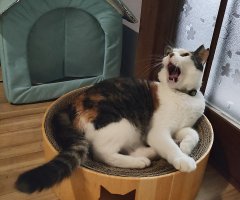 猫写真
