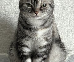 猫写真