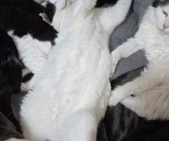 猫写真