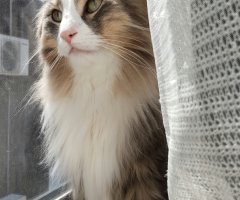 猫写真