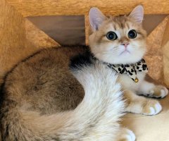 猫写真