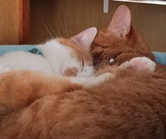 猫写真