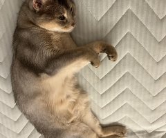 猫写真