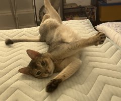 猫写真