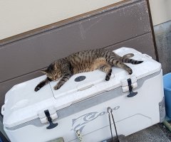 猫写真