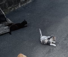 猫写真