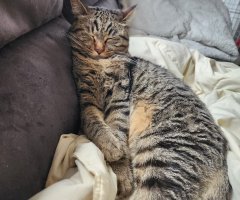 猫写真