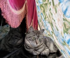 ネコ写真