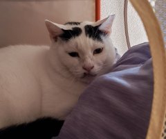 猫写真