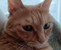 猫写真