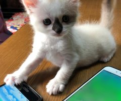 猫写真