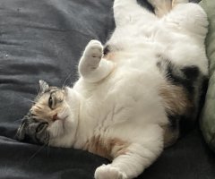 猫写真