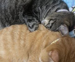 猫写真
