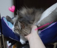 猫写真