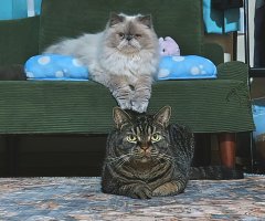 猫写真