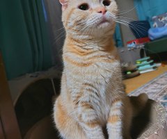 猫写真