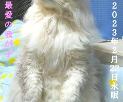 猫写真