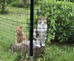 猫写真