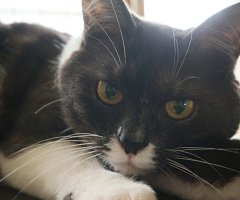 猫写真