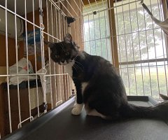 猫写真