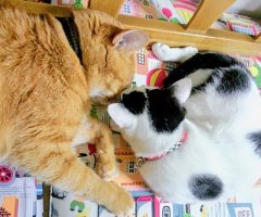 猫写真