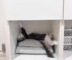猫写真