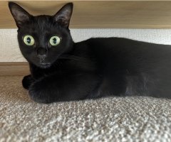 猫写真