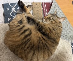 猫写真