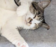 猫写真