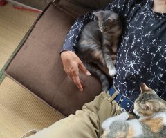猫写真