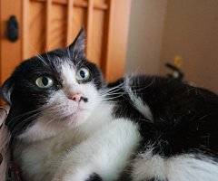 猫写真