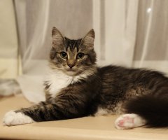 猫写真