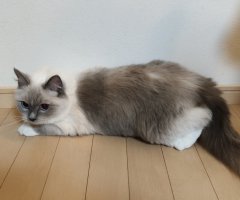 猫写真