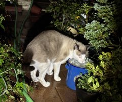 猫写真