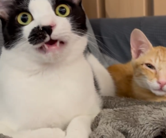 猫写真