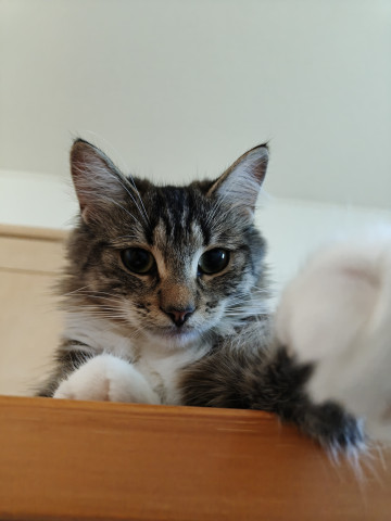 ねこパンチ