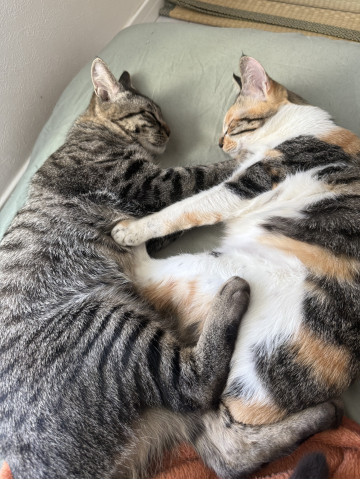はっけよーい、のこった