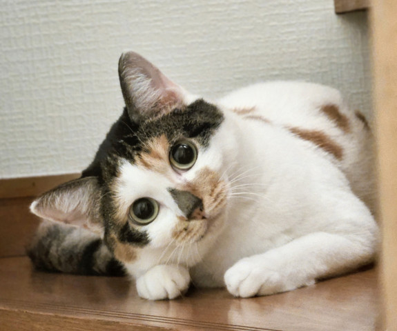 おやつタイムを待つ。