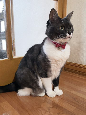 お澄まし座り。