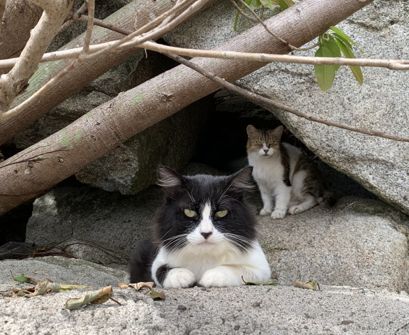イケニャン✨ 威風凛凛