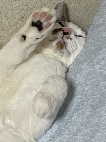 ありがたい