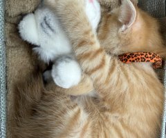 猫写真