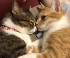 猫写真