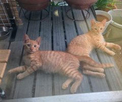 猫写真